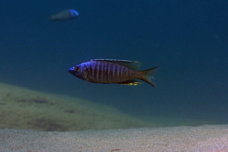 Mchenga thinos 'Nkhata Bay'